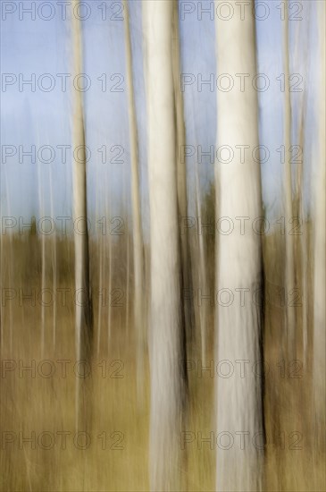 Motion blur of Quaking Aspen