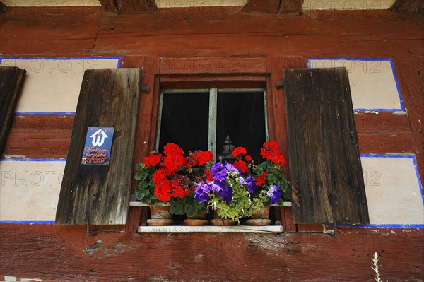 Window with flowering geraniums