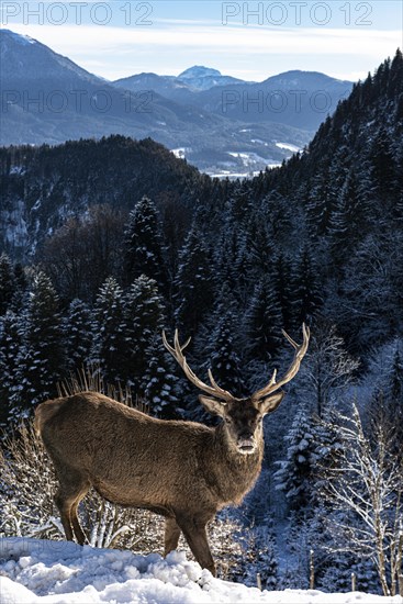 Deer on the Reiseralm near Lenggries