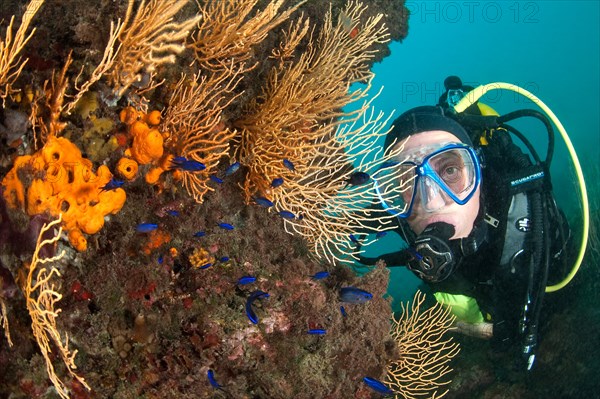 Yellow gorgonian