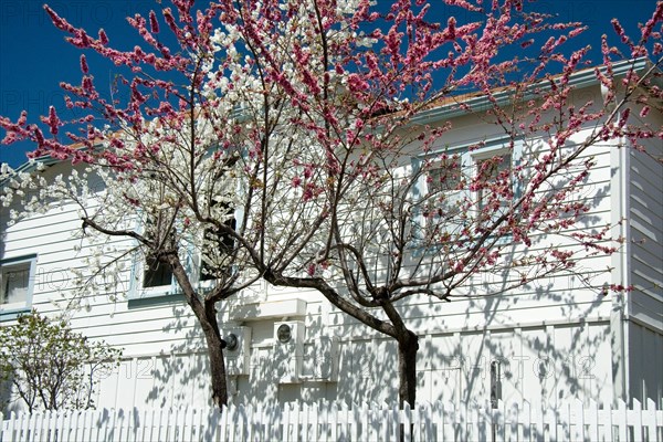 Wooden house in Julian