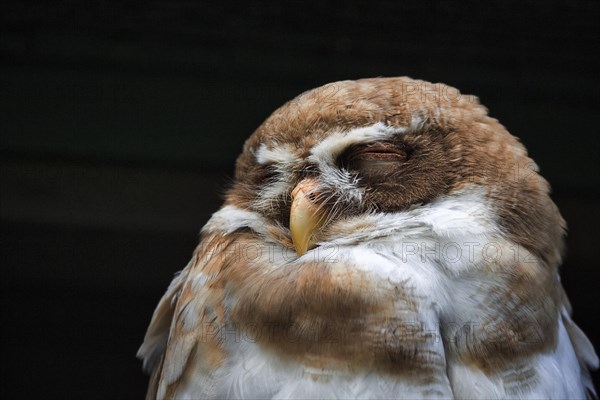 Spectacled Owl