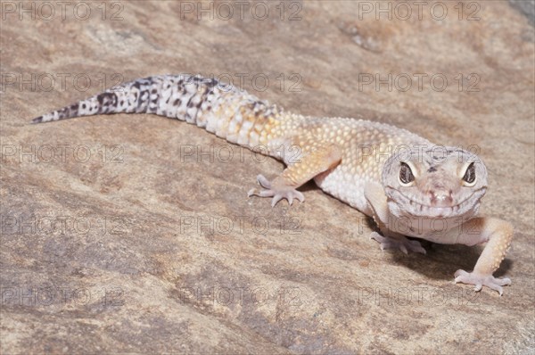 Leopard gecko