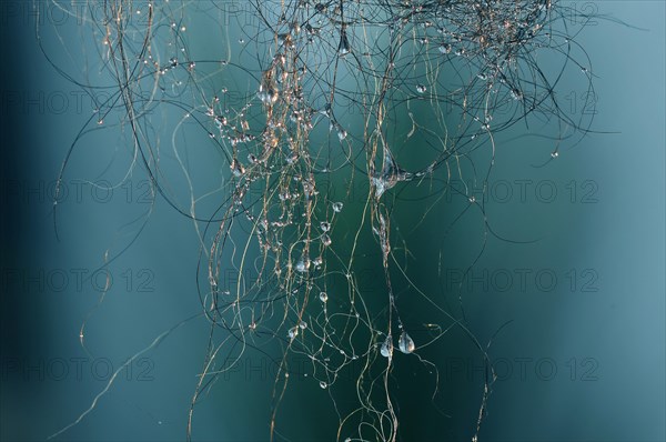 Water drops on hair