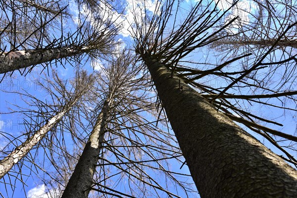 Dead spruces in a mountain forest near Missen