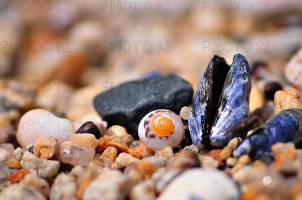 Close-up of shells on the beach