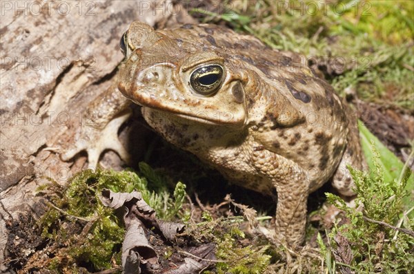 Cane toad