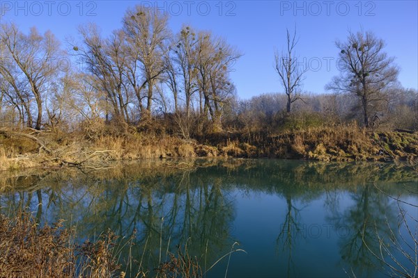 Riparian forests