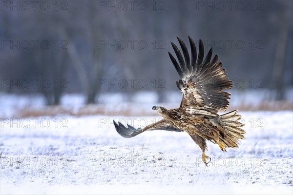 White-tailed eagle