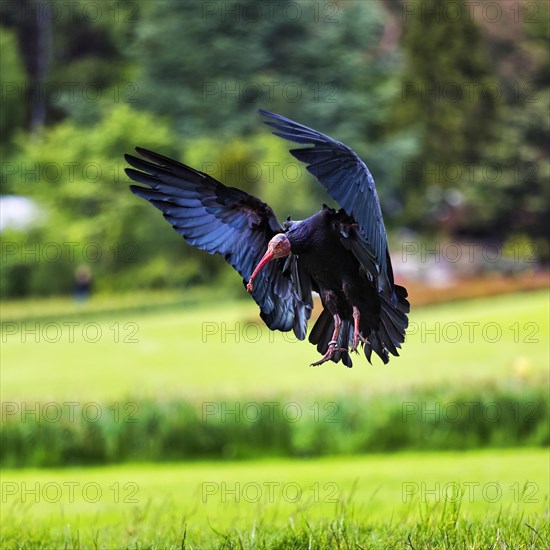 Northern bald ibis