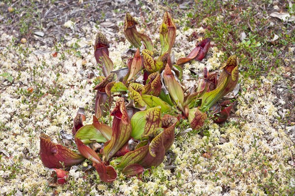 Pitcher plant