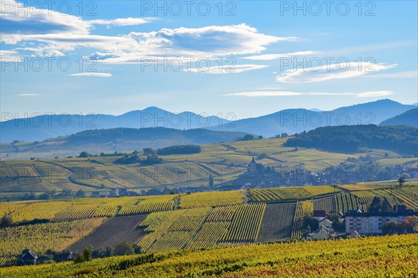 View of the vineyards of Ribeauville and Hunawihr on the Alsace Wine Route in the Haut-Rhin departement