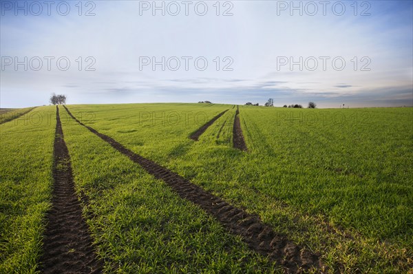 Grain field with winter sowing west of Augsburg