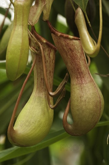 Tropical pitcher plant