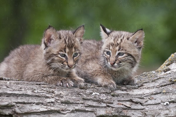 Bobcat kitten