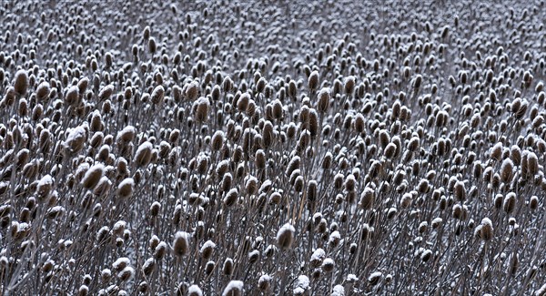 Field of wild teasel