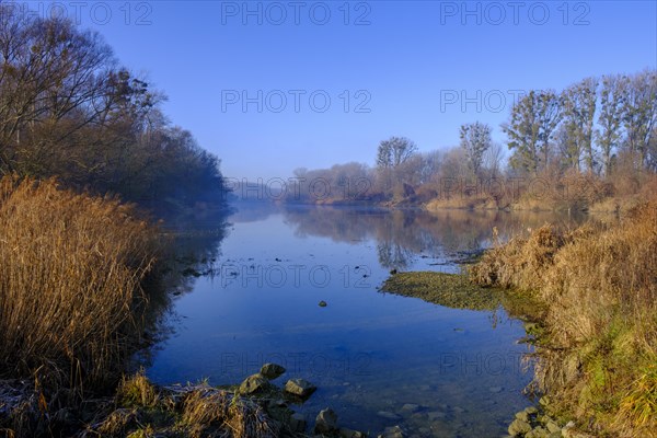 Riparian forests