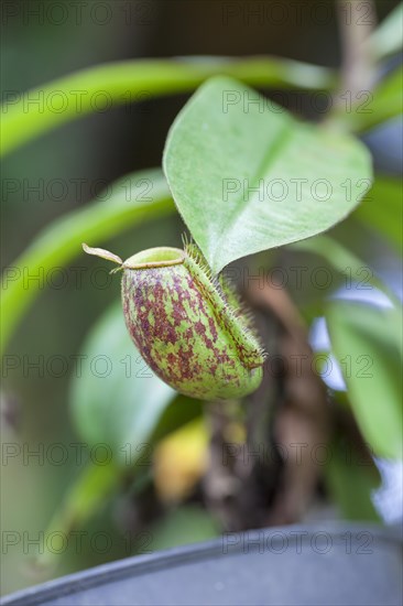 Calico flower