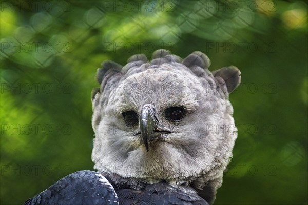 American harpy eagle