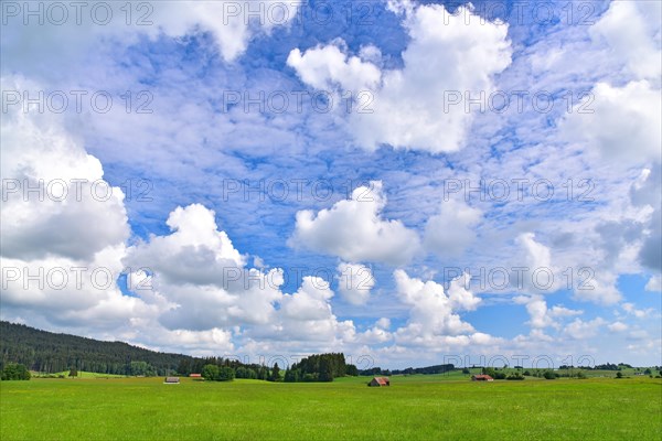 Forage meadows in the foothills of the Alps near Schongau