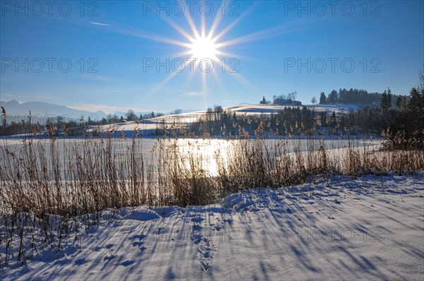 Winter pond in Allgaeu