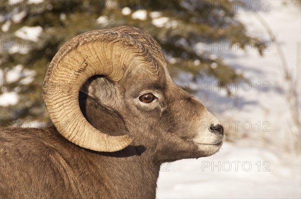 Bighorn sheep