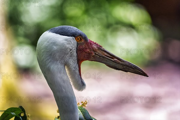 Wattled Crane