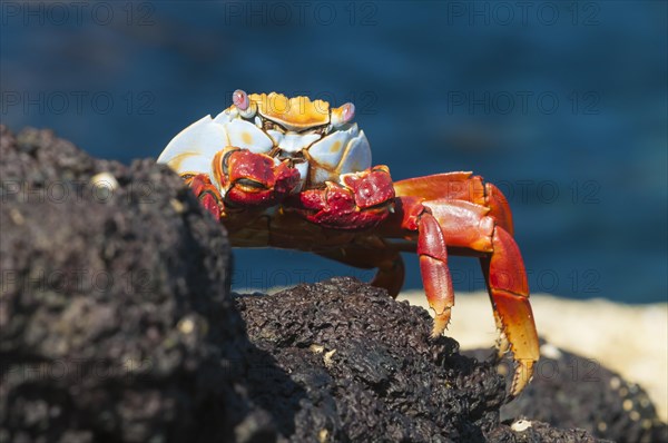 Sally lightfoot crab