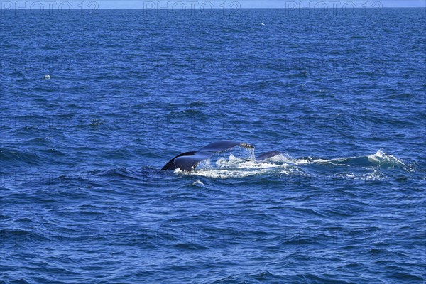 Humpback whale