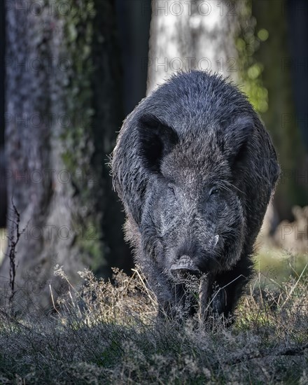 Wild boar