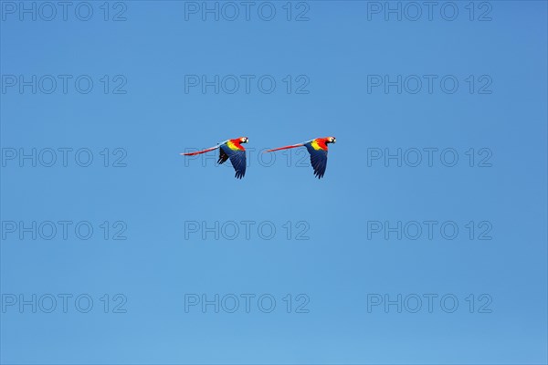 Two scarlet macaw