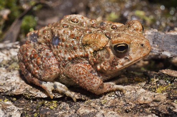 American toad