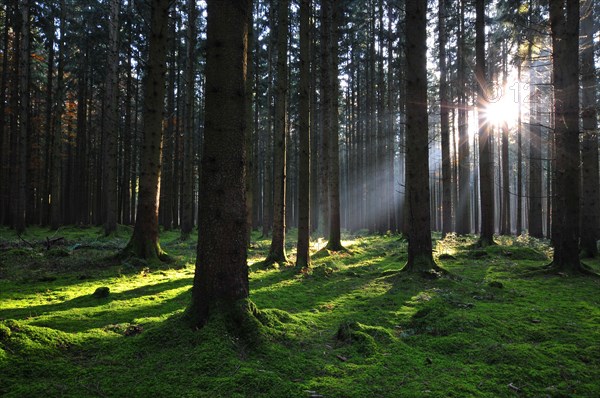 High forest in autumn with backlight