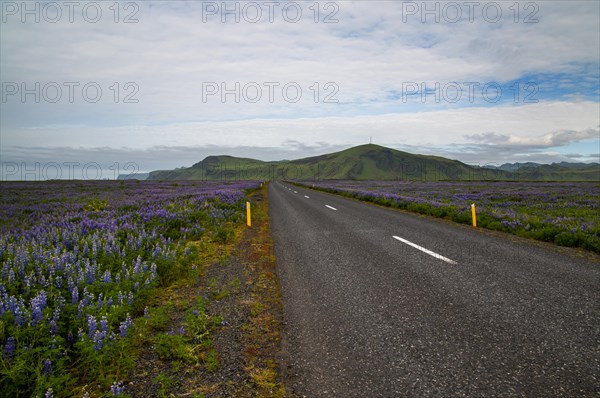 Ring road in the south of Iceland amidst fields of nootka lupins