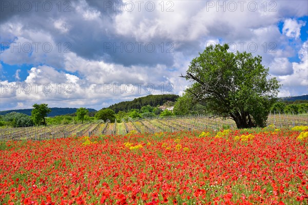 Field of poppies in bloom in the Luberon