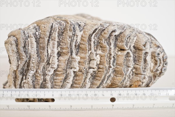 Mammoth tooth