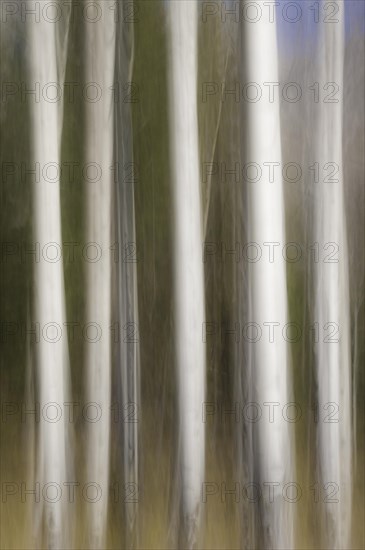 Motion blur of Quaking Aspen