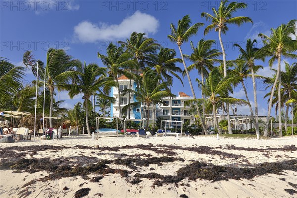 Beach polluted with seaweed in front of a resort