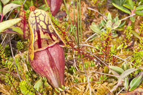 Pitcher plant