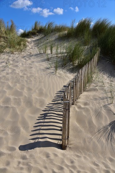 Dunes with dune fence to protect against erosion on a beach in Normandy