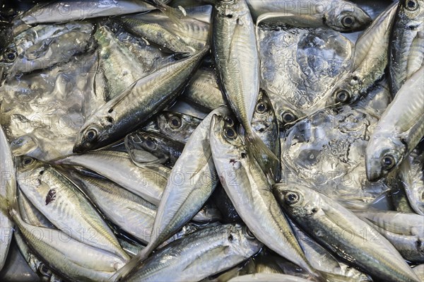 Fresh Japanese Jack mackerels