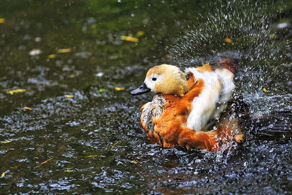 Ruddy Shelduck