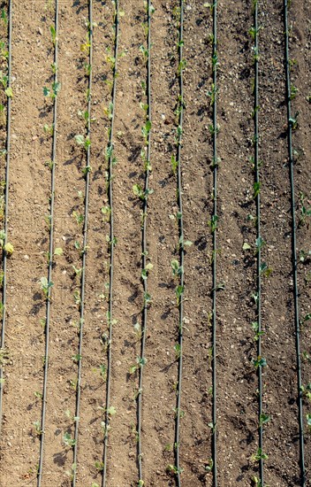 Irrigation system using sprinklers in a cultivated field for Watering