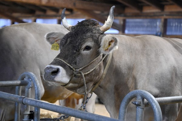 Brown Swiss Dairy Cow
