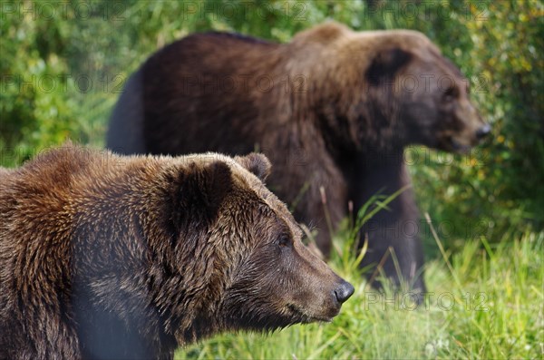 Brown bear