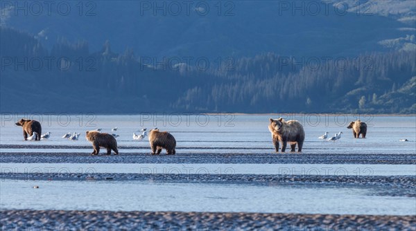 Brown bears