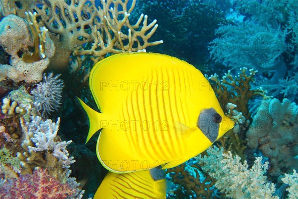 Bluecheek butterflyfish