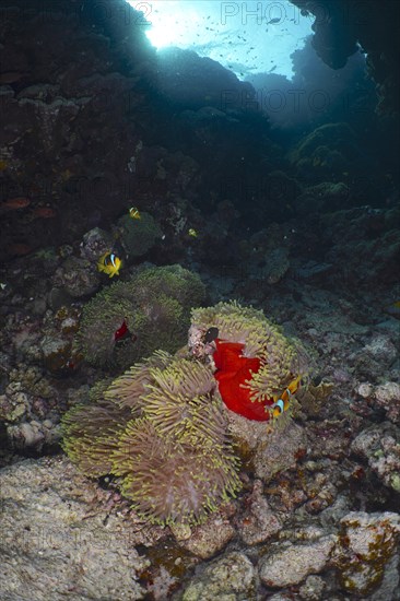 Magnificent sea anemone