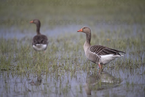 Greylag Geese