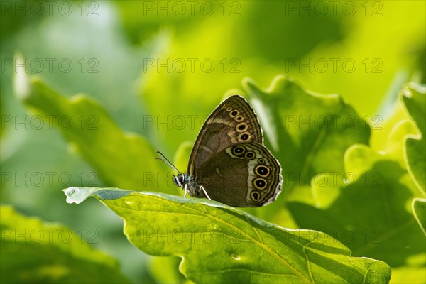 Yellow Ring butterfly butterfly with closed wings sitting on green leaf looking left